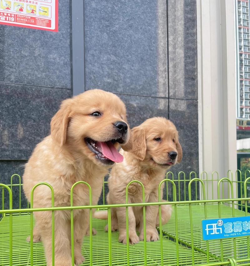 金毛没体检打什么疫苗？（了解金毛犬需要接种的疫苗种类与重要性）