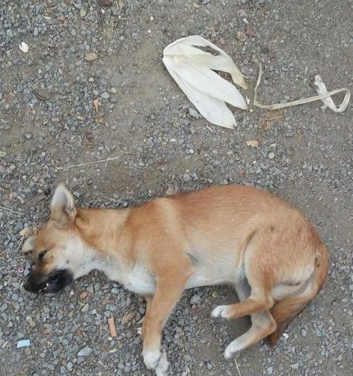 贵宾犬老去（探究贵宾犬老化过程中的症状、）