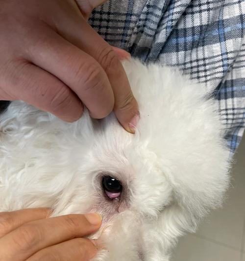 狗的第三眼睑（探索狗为何拥有第三眼睑的神奇进化之谜）