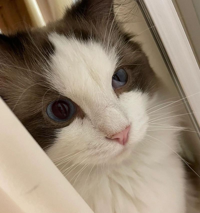 解读猫眼睑的神秘之处（探索猫眼睑的特殊结构和功能）
