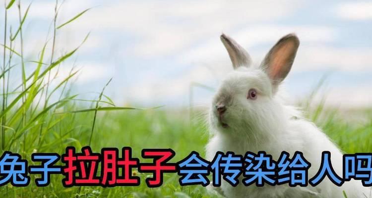 宠物兔为什么会拉肚？（探究兔子拉肚的原因及应对方法）