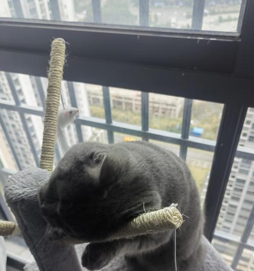 猫咪身上的舒适感——探索猫咪睡在你身上的含义（通过猫咪在你身上的睡姿，了解它们对你的情感表达）