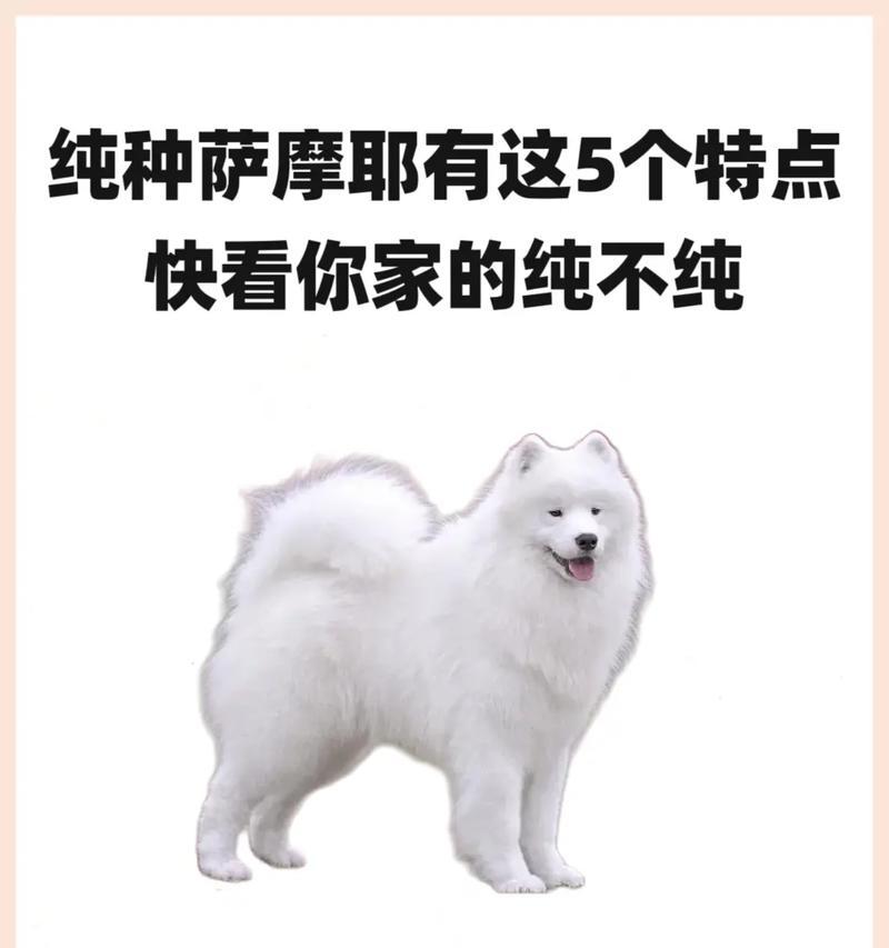 萨姆耶的耳朵之谜（探究耳朵大而薄的原因及其影响）