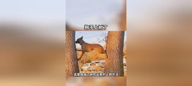 从狼到狗（揭秘狗类驯化历程与影响力）