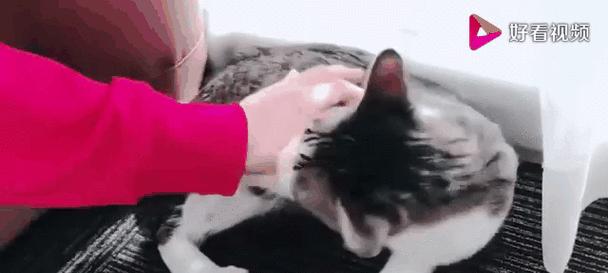 小猫为什么一摸就咬人？（探究小猫咬人的原因及应对方法）