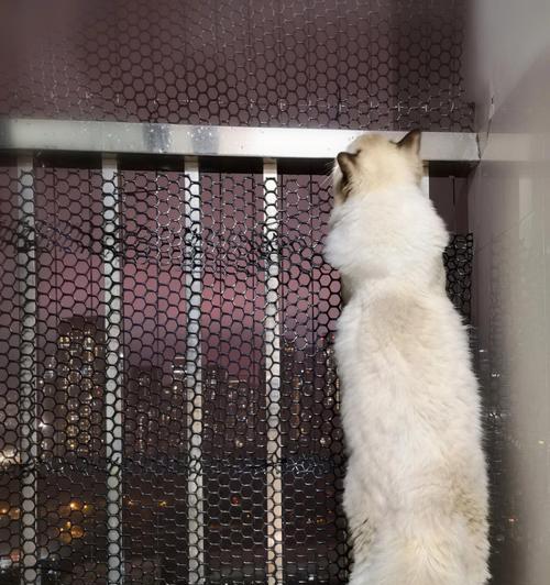 以猫封网，解构的新方式（利用猫咪形象化解的趋势）