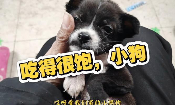 狗的肚子病——涨肚子的病因和处理方法（了解狗的涨肚子，保护它们的健康）