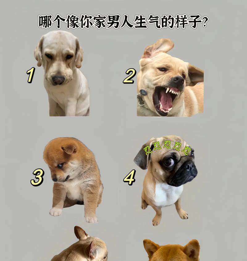 小狗为什么会生气？（探寻小狗生气的原因及解决方法）