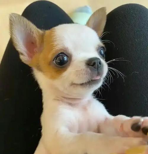 狗身上总有臭味的原因及解决方法（探究狗身上臭味的根源，提供有效的解决办法）