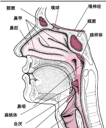 法斗呼吸困难是什么病？（探索法斗呼吸困难的症状、原因和治疗方法）