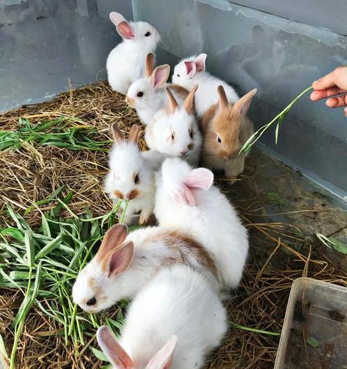 幼兔子的饮食需求及主要食草选择（探索幼兔子的食物喜好和草食消化系统特点）