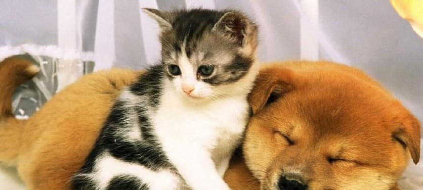 狗狗为何一看到猫就叫？（探究狗狗对猫充满敌意的原因）