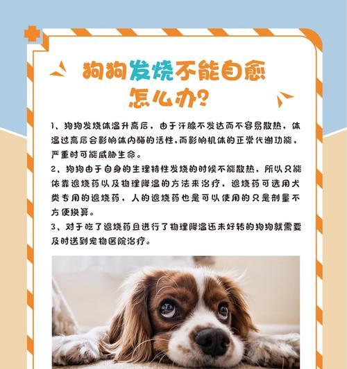 狗狗十二岁了，为何会得疝气？（探寻老年狗狗患疝气的原因和应对措施）