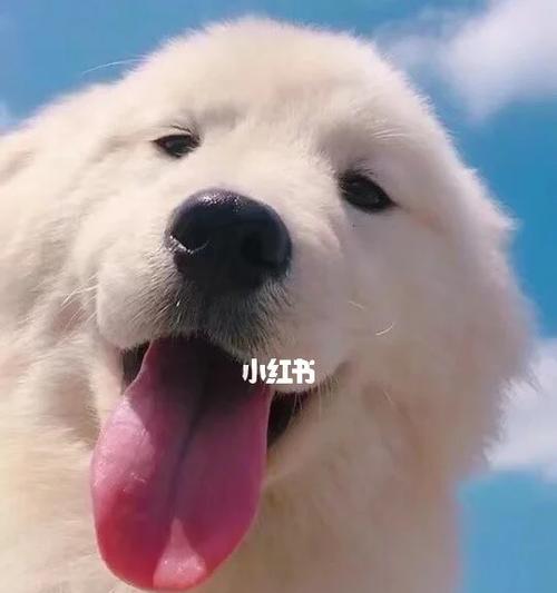 狗贫血不吃饭怎么办？寻找适合的食物是关键！（为你的爱犬提供适宜的饮食，增加其贫血恢复机会）