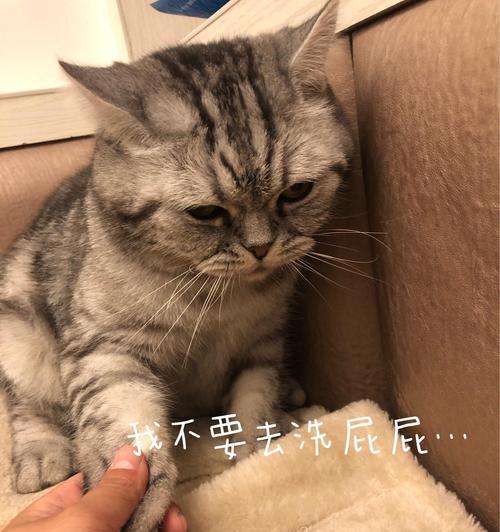 猫咬毛的原因及应对方法（了解猫咬毛的行为和注意保护家具）