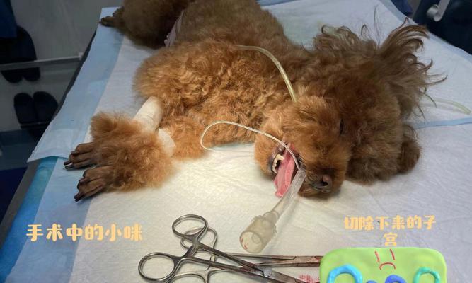 为什么要给狗结扎的重要性（控制繁殖、预防疾病、改善行为问题）