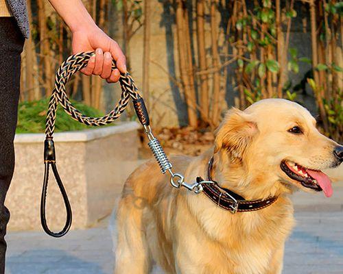大型犬的溜狗时间选择（合适的时间安排让你的大型犬更健康）