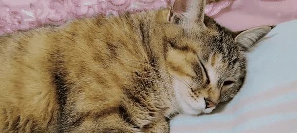 猫为何一天不吃饭？（探索猫咪的食欲变化与健康状况）
