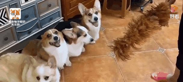 猫的祖先是什么？（揭开猫科动物的神秘面纱）