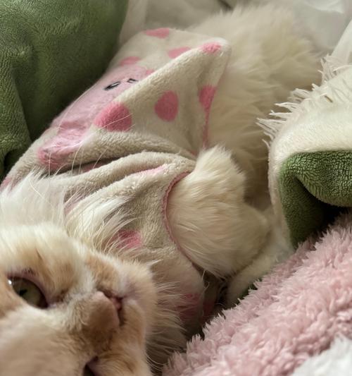 家养猫的死亡引发的思考（失去爱宠，我们需要关注的问题）