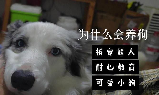 小狗为什么容易养熟？（探究小狗与人类建立亲密关系的原因）