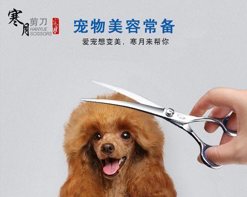 给泰迪理发的技巧和工具选择（打造可爱时尚的泰迪发型，关键在于这些！）