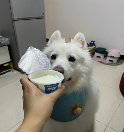 金毛喝什么酸奶最适合？（探索金毛喝酸奶的最佳选择）