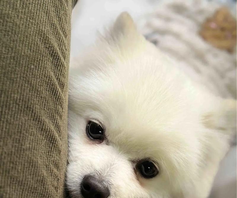 狗狗老年痴呆（探究狗狗老年痴呆的早期迹象和有效应对方法）