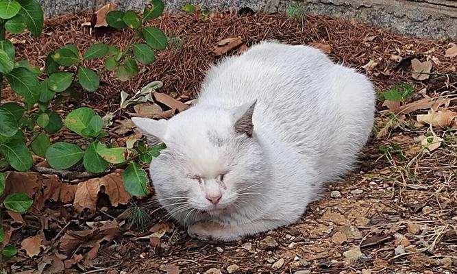 火腿肠猫能吃哪些食物？（探索适合火腿肠猫的营养品种）