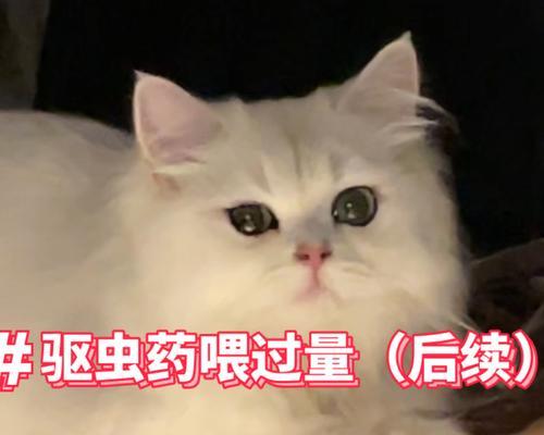 猫咪用药过量的症状及应对措施（了解猫咪用药过量的症状，保护它们的健康）