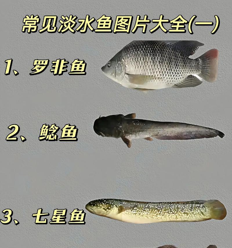 鱼类的多样性与特点（探索世界上不同种类鱼类的奇妙之处）