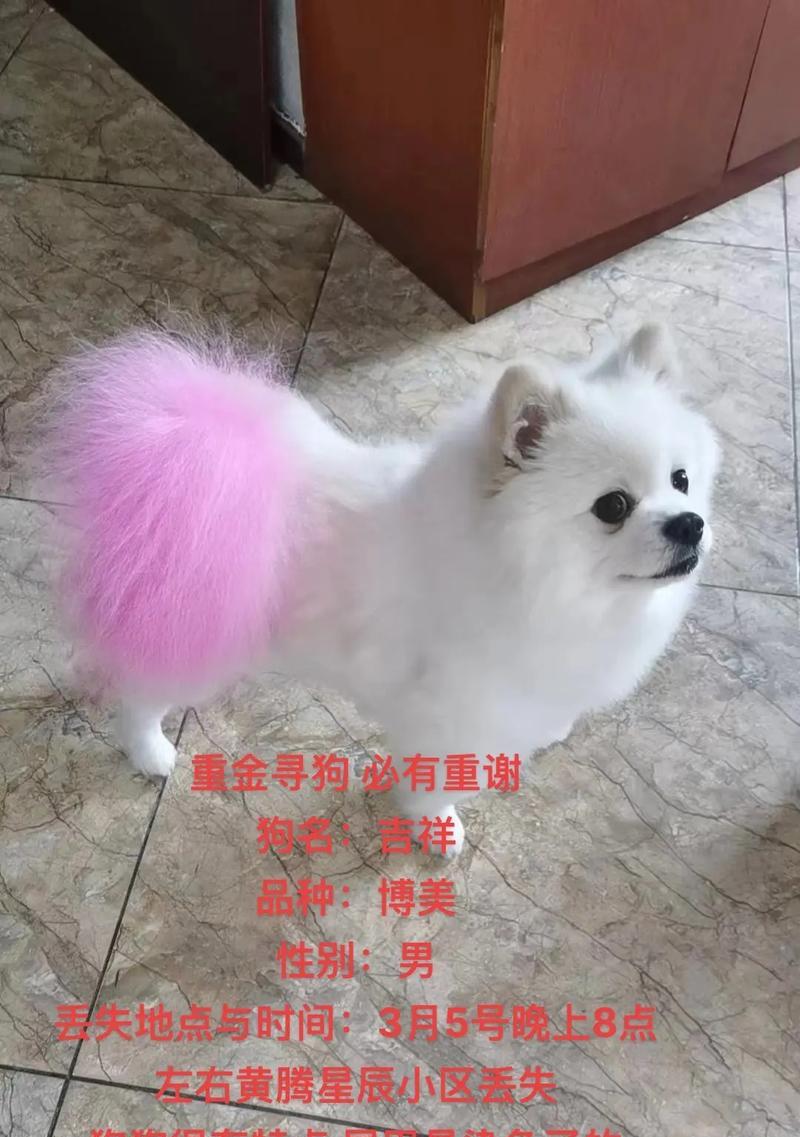 解析博美为什么老咬尾巴（揭秘博美咬尾巴的原因及应对方法）
