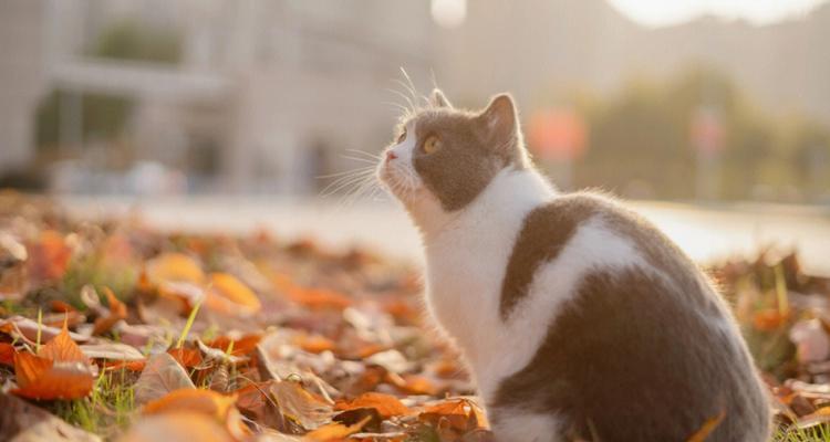 猫咪在秋天的注意事项（细心呵护，让猫咪度过舒适的秋天）