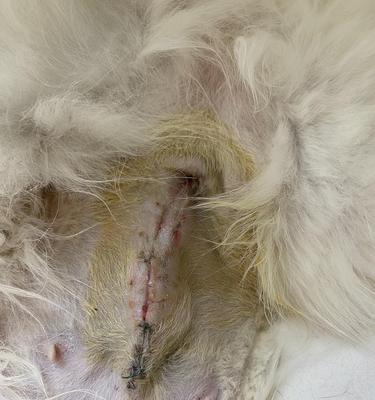 猫身体硬了的原因及解决方法（了解猫咪身体硬化的病因，保护我们的毛茸伙伴）