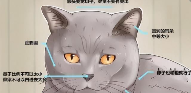 探索英国短毛猫的独特特征（从外貌到性格，解读英国短毛猫的魅力）