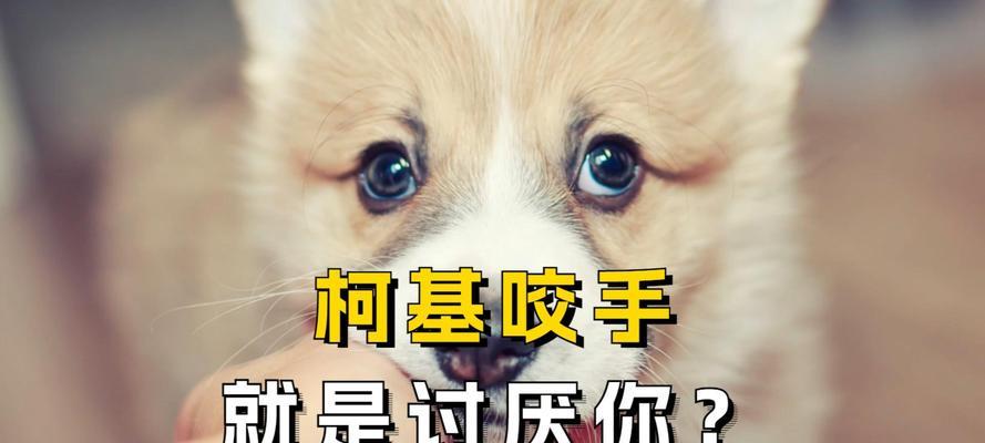 为什么狗喜欢咬我脚？（探究狗咬脚行为的原因以及如何应对）