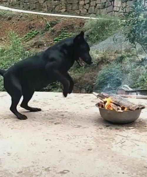 狗狂叫的原因解析（探究狗狂叫的心理和生理因素）