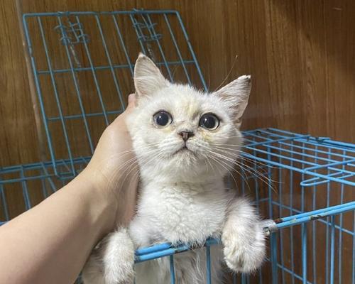 捡到一只小猫，发现它是什么品种？（探寻小猫的品种特征和历史渊源）