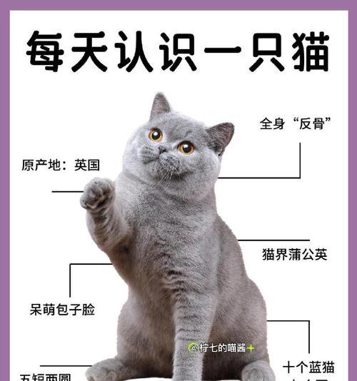 猫的性格揭示人类的多样性（探索猫咪的性格特点及其与人类的相似之处）