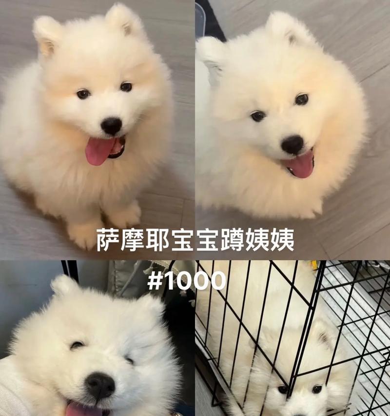 萨摩幼犬驱虫方法大揭秘（萨摩幼犬驱虫应该注意的事项）