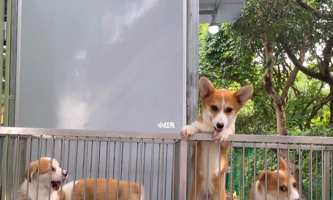 养犬舍所需手续一览（办理养犬舍所需的文件、审批和登记流程详解）