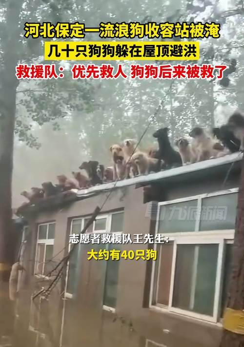 狗为什么不上屋顶？（探究狗不上屋顶的原因及行为特点）