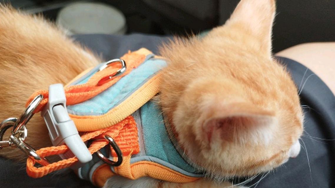 猫为何喜欢外出探险？（探索本能驱使猫咪寻求自由的关键）