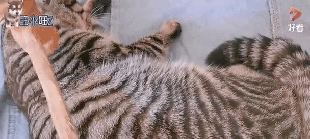 猫咪离家出走的原因与解决方法（探讨猫咪离家出走的原因，为主人提供解决方法）
