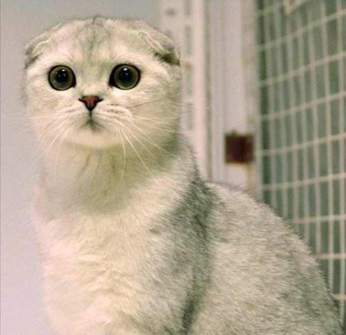 折耳猫的特点与魅力（为什么有些猫咪的耳朵会折起来？）