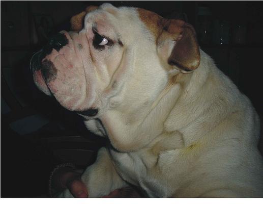 英国斗牛犬市场的价格走势（了解英国斗牛犬市场的价位范围及相关因素）