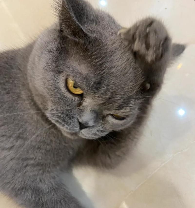 探究猫咪耳朵掉毛的原因（为什么我家猫咪耳朵掉毛？解析掉毛原因与护理方法）