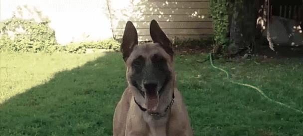 以马犬全名是什么？（探索以马犬的历史和特点）
