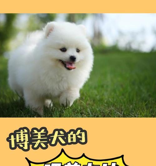 博美狗狗大便不好吃什么药？（了解博美狗狗大便异常的原因及药物治疗方案）