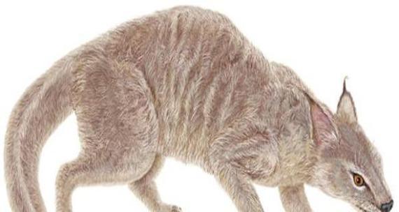 猫猫的饮食习惯与人类食物之间的关系（探究猫猫是否能吃人吃的食物）
